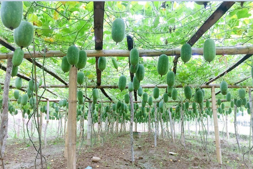 Một hợp tác xã ở Bắc Kạn chế biến quả bí xanh thơm thành loại trà thơm lừng, đẹp da, nhiều người mê