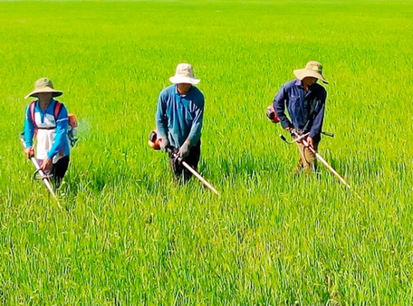Gỡ khó cho hợp tác xã nông nghiệp