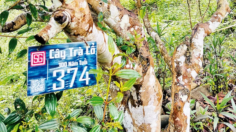 “Hợp tác xã đồng bào” trên đỉnh mù sương