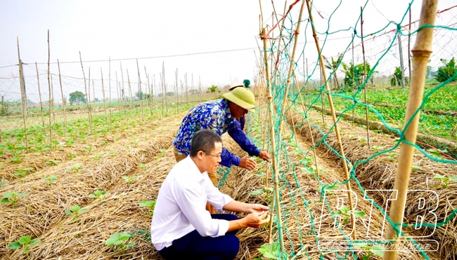 Một hợp tác xã của tỉnh Thái Bình quyết thu 23 tỷ đồng từ vụ sản xuất chính trong năm