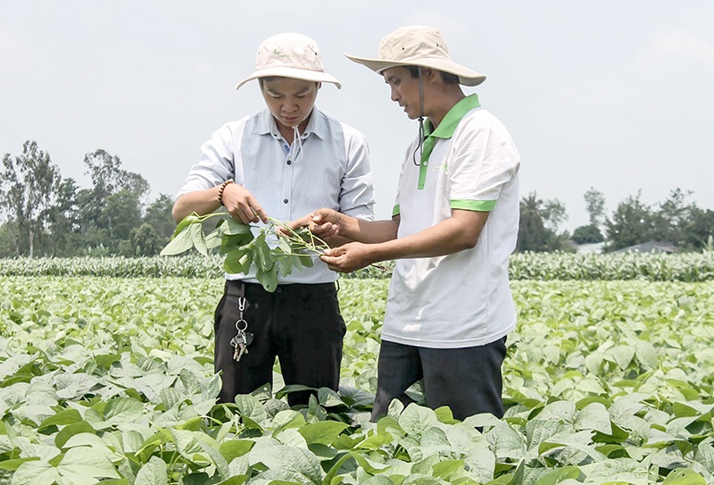 Hỗ trợ nâng cao năng lực hợp tác xã nông nghiệp