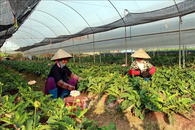Hợp tác xã tạo sự đột phá qua việc chuyển đổi số
