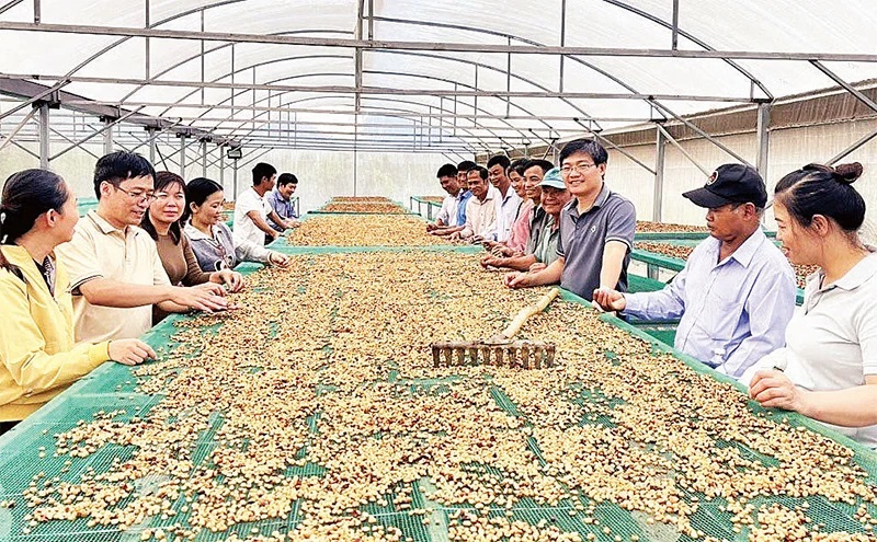 Mô hình sản xuất cà-phê theo hướng hữu cơ ở Đắk Nông