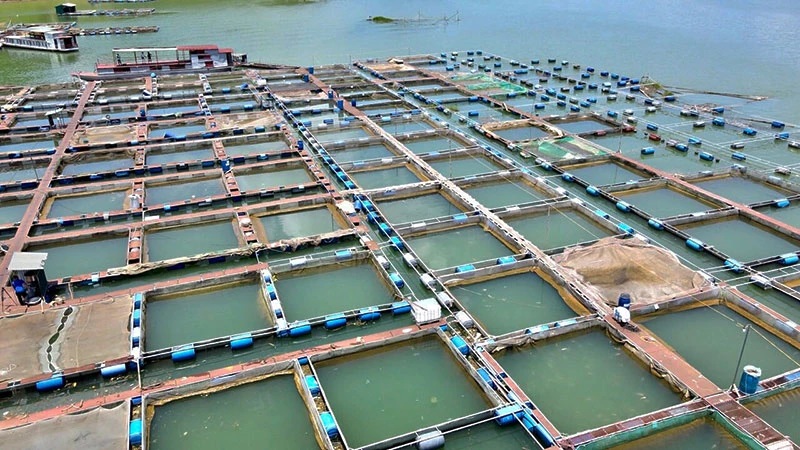 Nuôi cá nước ngọt, hướng đi mới của kinh tế nông nghiệp