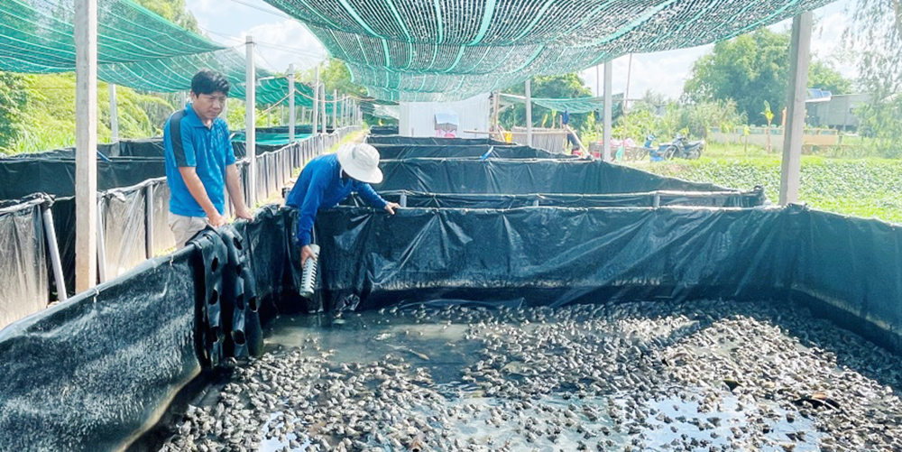 Châu Phú củng cố, nâng chất, phát triển mới hợp tác xã, tổ hợp tác