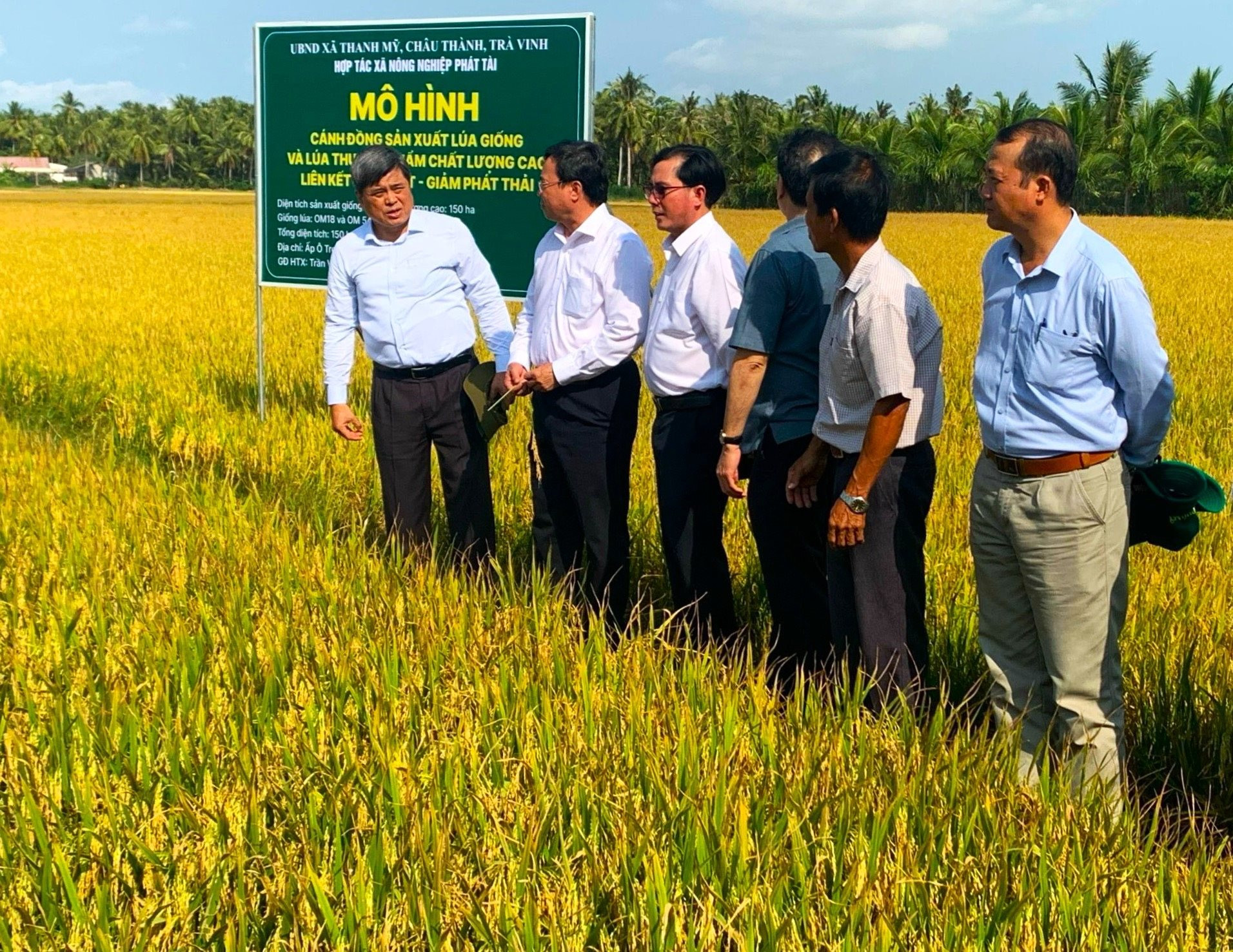 Hợp tác xã Phát Tài sử dụng NPK Phú Mỹ mang lại hiệu quả cao