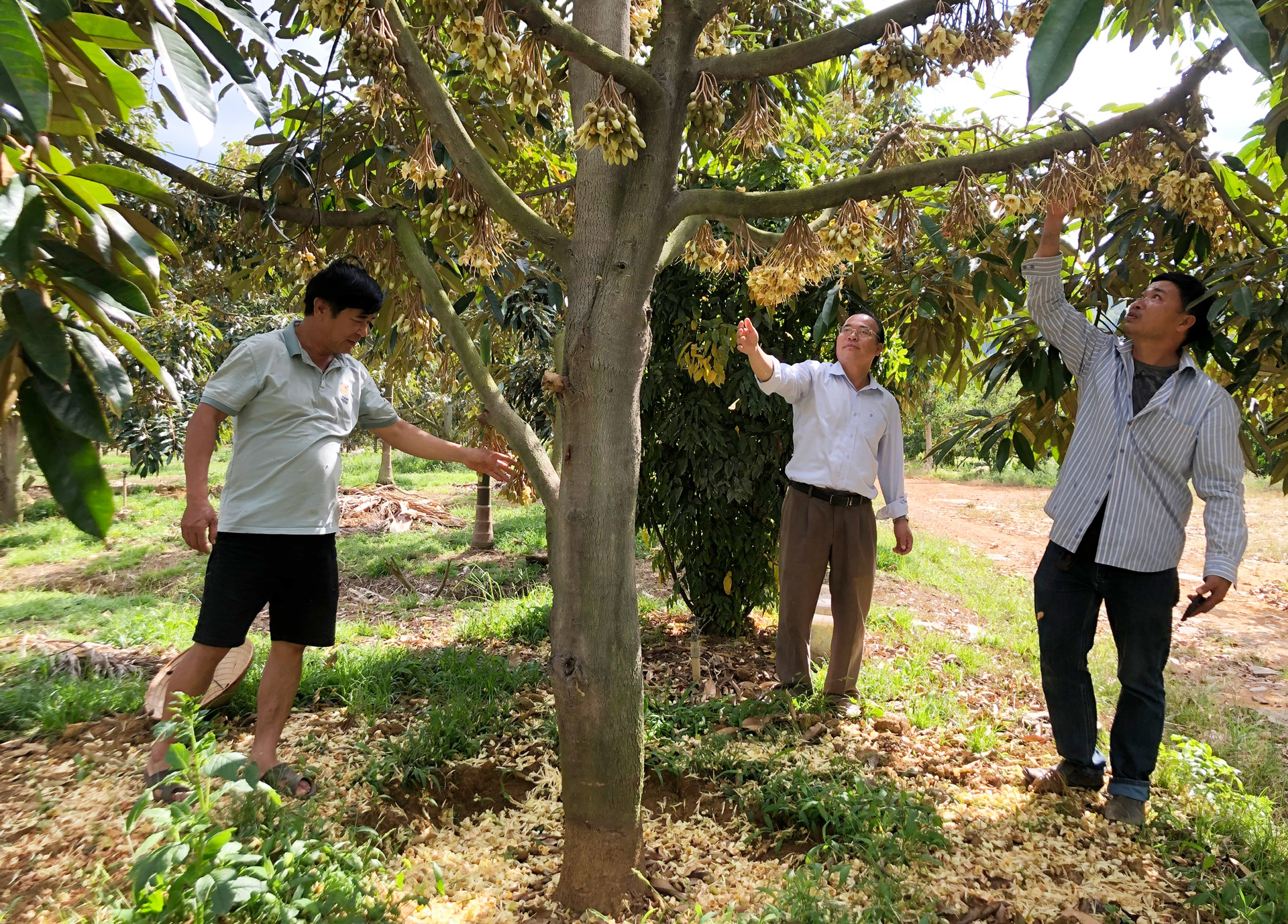 Hợp tác xã tham gia ''cuộc chơi'' xuất khẩu sầu riêng
