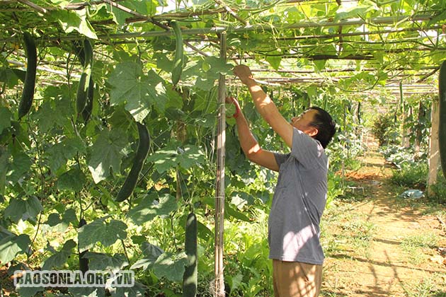 Sửa đổi Luật để mô hình HTX kiểu mới phát triển bền vững