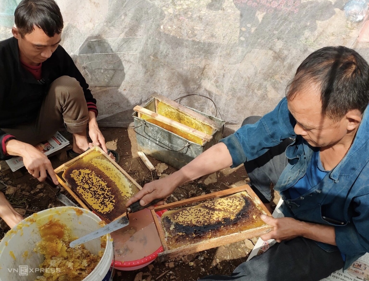 Tinh túy mật ong bạc hà trên cao nguyên đá Hà Giang