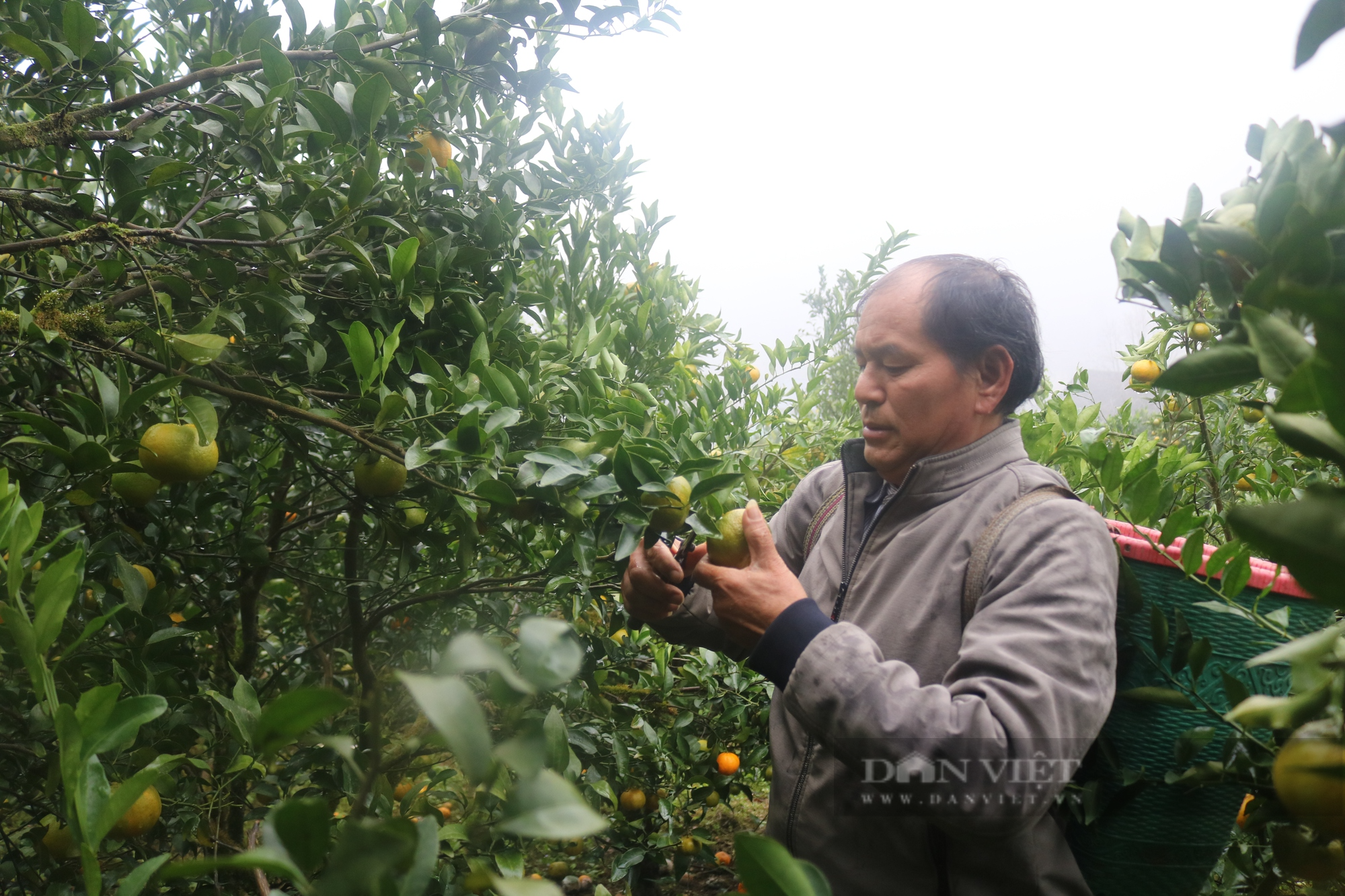 Trồng quýt đặc sản, bóc tí vỏ thơm khắp đồi, một người dân tộc Bố Y ở Lào Cai thu bộn tiền