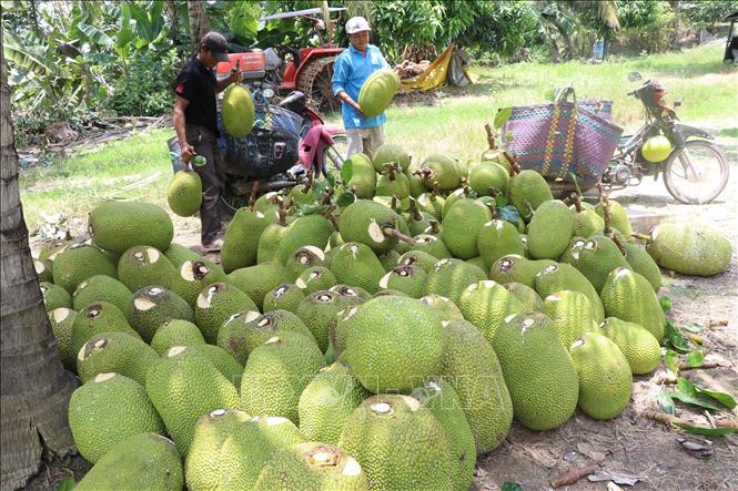 Nông sản chủ lực Đồng Tháp Mười được giá