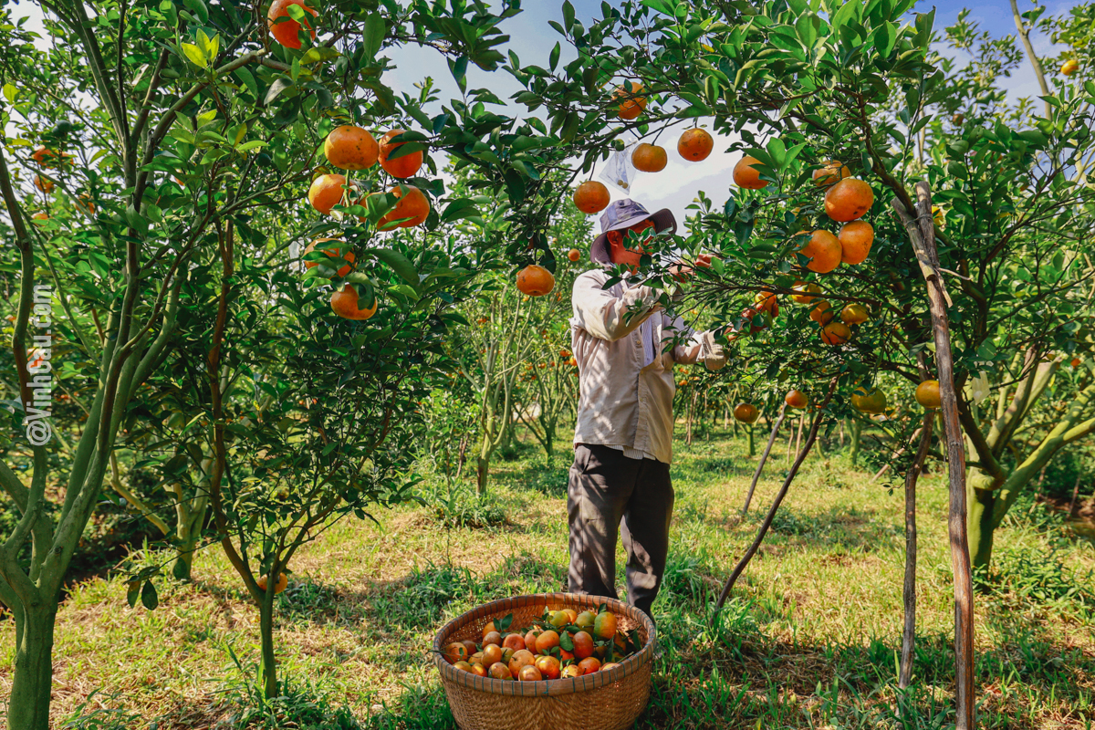Quýt hồng không phụ tình đất, tình người Lai Vung