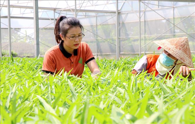 Bắc Ninh phát triển nông nghiệp xanh