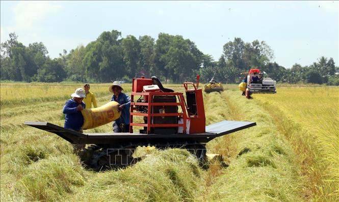 Kiên Giang sản xuất lúa cánh đồng lớn gắn với liên kết tiêu thụ