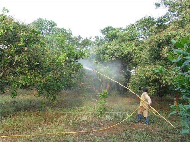 Xen canh giúp người trồng điều Bình Phước thu lợi gấp đôi