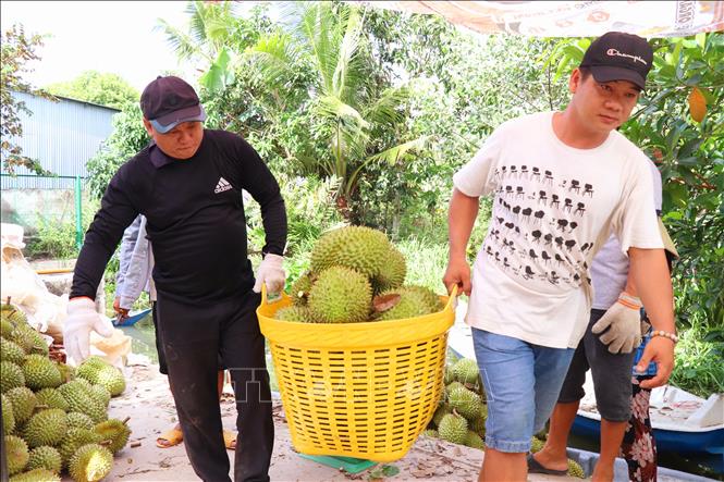 Cần Thơ được mùa, được giá sầu riêng