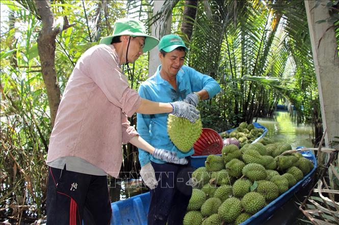 Gia Lai nguy cơ mất trắng vụ sầu riêng do thời tiết bất thường