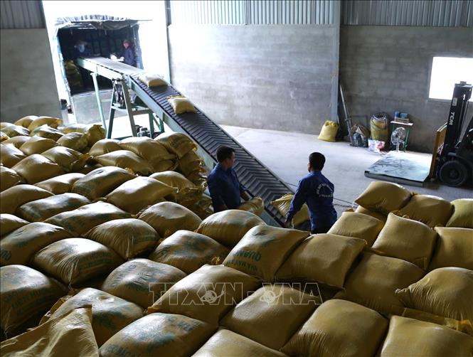 Sóc Trăng: Giá lúa gạo tăng, xuất khẩu thuận lợi
