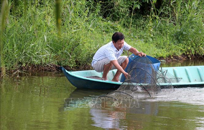 Giá tôm ở Kiên Giang giảm sâu
