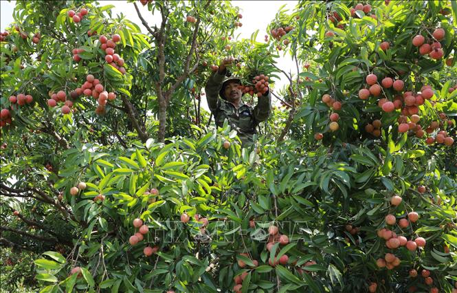Bắc Giang cấp mới 43 mã số vùng trồng vải thiều xuất khẩu