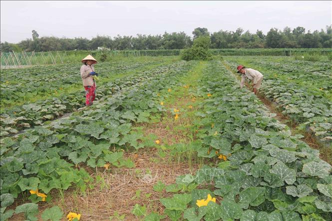 Nông dân mở rộng diện tích rau màu nhờ lợi nhuận cao