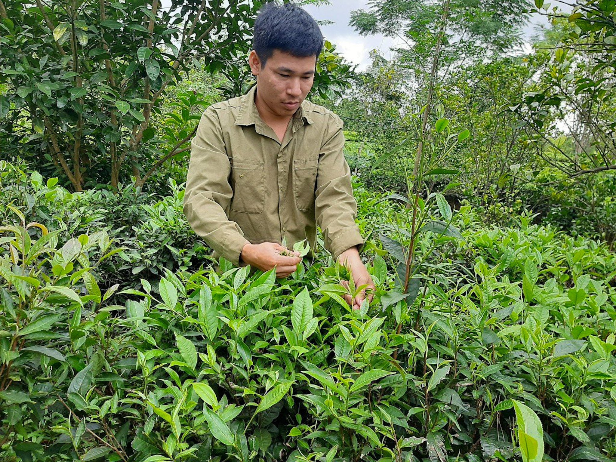 Khởi nghiệp từ chè và cam