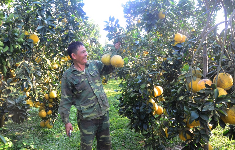 Niềm vui được mùa nông sản Tết