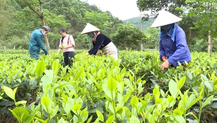Sơn La: Đổi thay Hồng Ngài