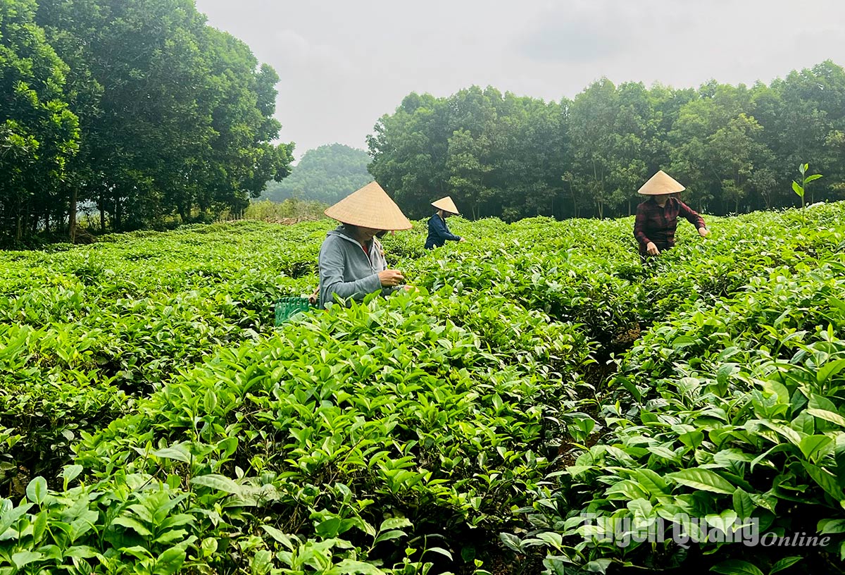 Saigon Co.op: Khát vọng tri ân, niềm tin gắn kết