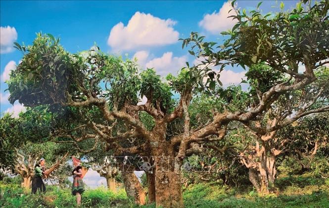 Yên Bái nâng tầm giá trị chè Shan tuyết
