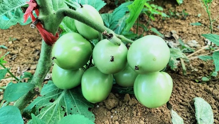Hòa Bình: Hỗ trợ phụ nữ giảm nghèo bền vững