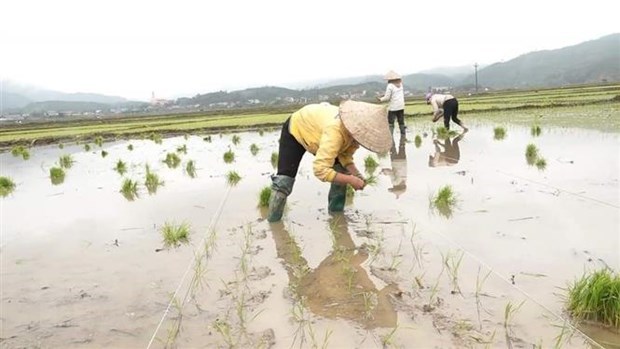 Hà Nội: 98% điện tích đất đã có nước cho gieo cấy vụ Xuân