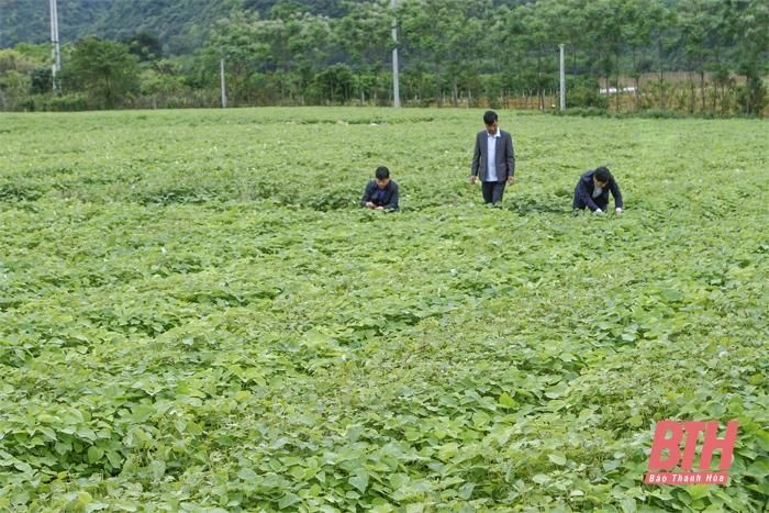 Tập trung chăm sóc, phát triển vùng nguyên liệu gai xanh