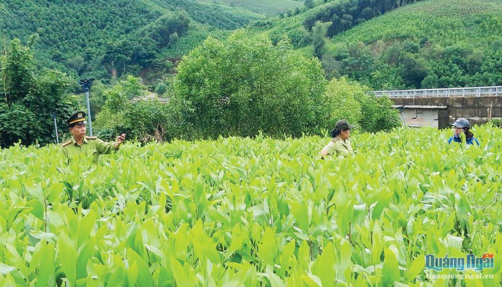 Yên Bái cấp “vé thông hành” cho cây trồng chủ lực