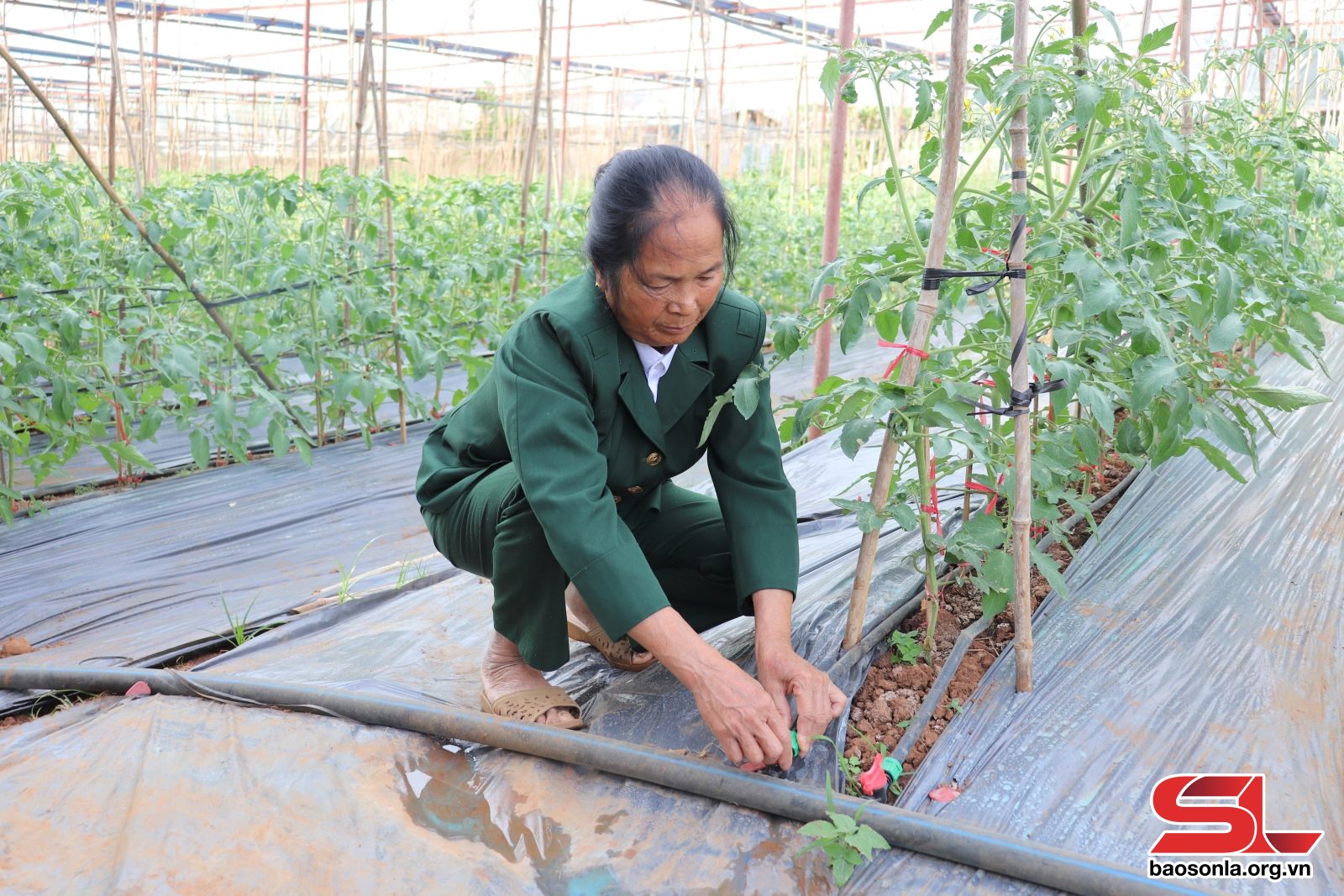 Nữ cựu chiến binh đam mê làm nông nghiệp sạch