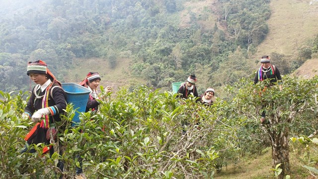 Người phụ nữ Tày thành công với nghề làm chè