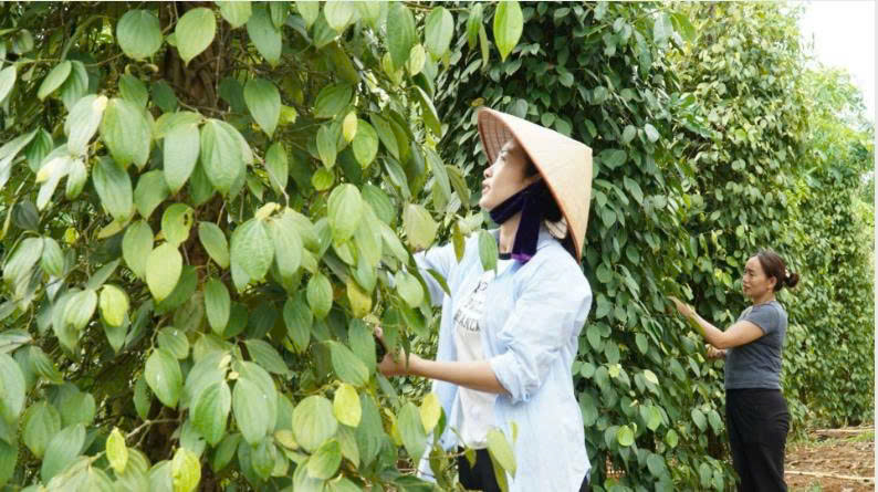 Quảng Trị: Sản xuất nông nghiệp gắn với chế biến nông sản ở Cam Lộ